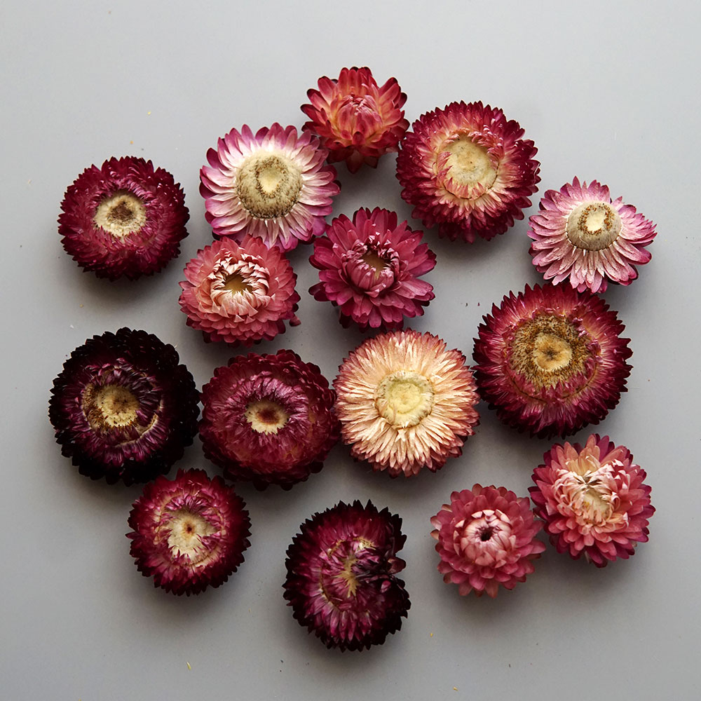 Natural Dried Colorful Chrysan - Holiday Candle Set review and price